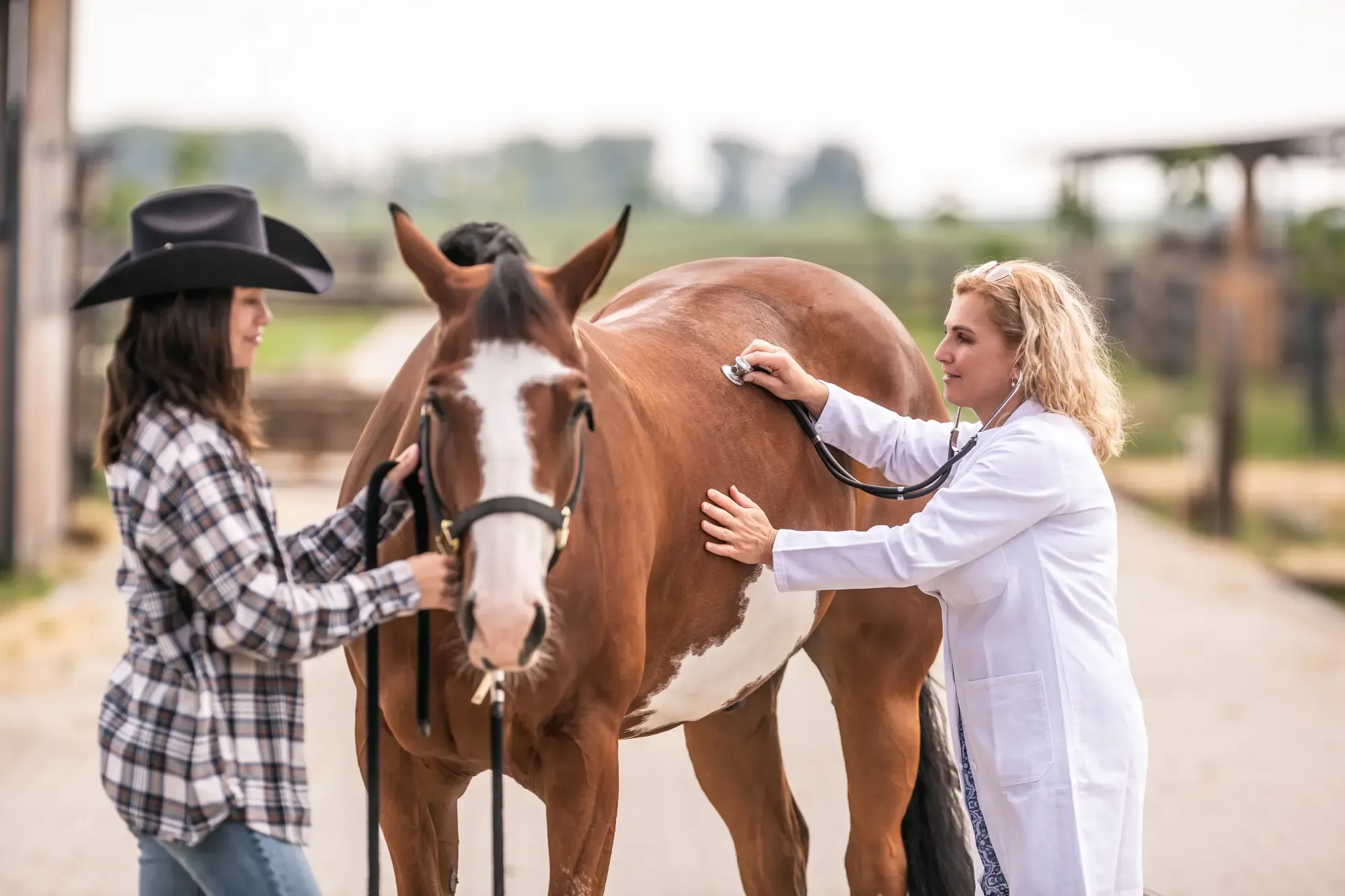 A veterinarian examining a horse in a barn while the owner watches attentively