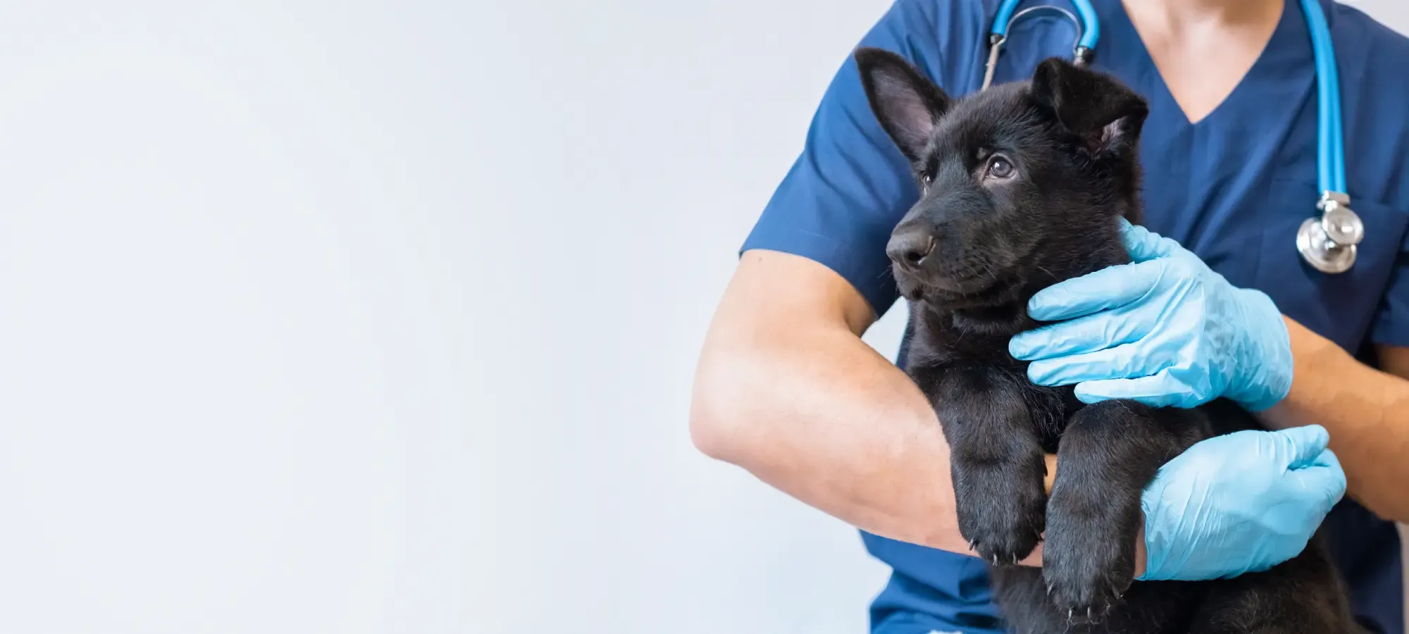 A veterinarian gently holding a dog